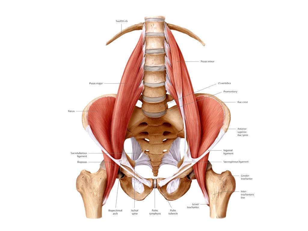 bacino, colonna vertebrale, psoas maggiore, psoas minore