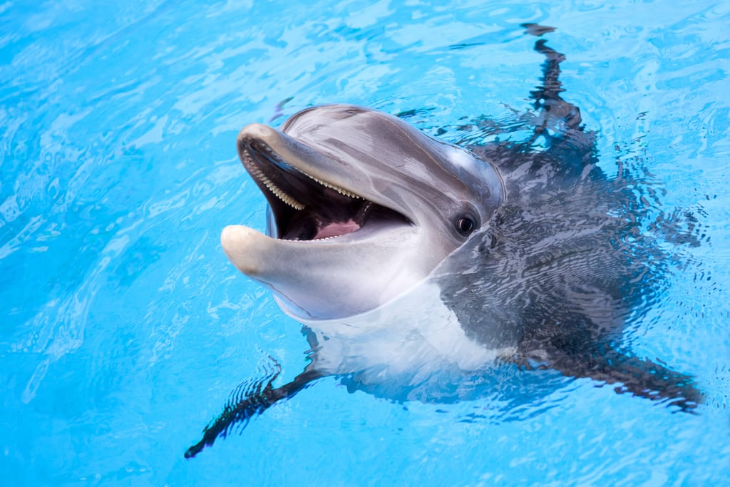 A dolphin saying to the humans: So Long and Thanks for All the Fish